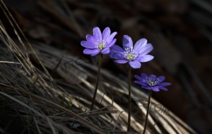 Haepatica Nobilis porta con se la primavera